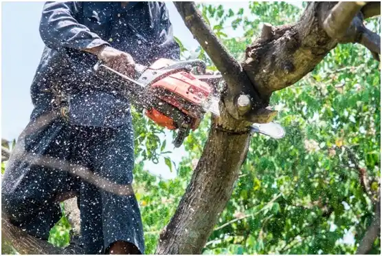 tree services Easley